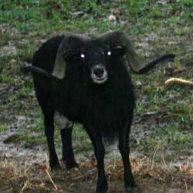 View Black_Ram (Aleister)
