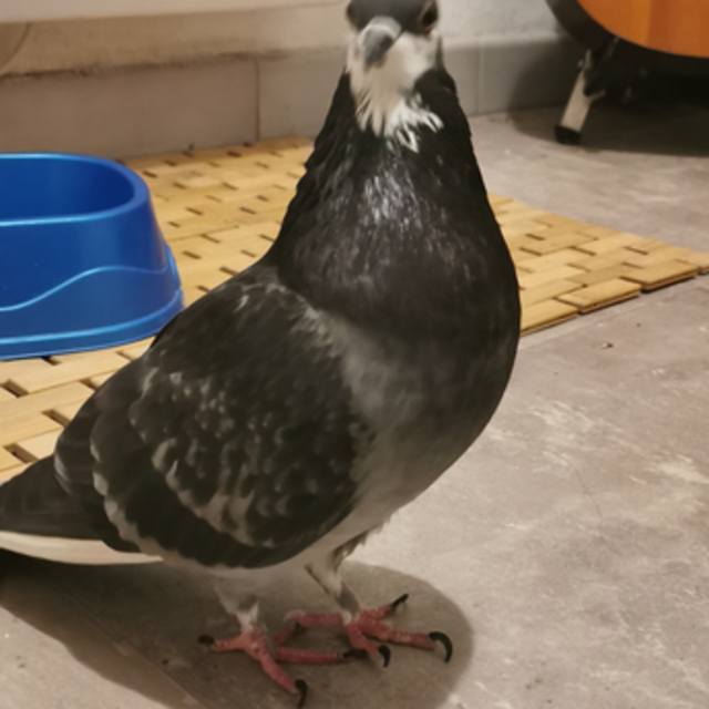 View rodg