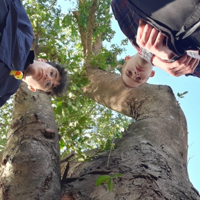 View apple tree