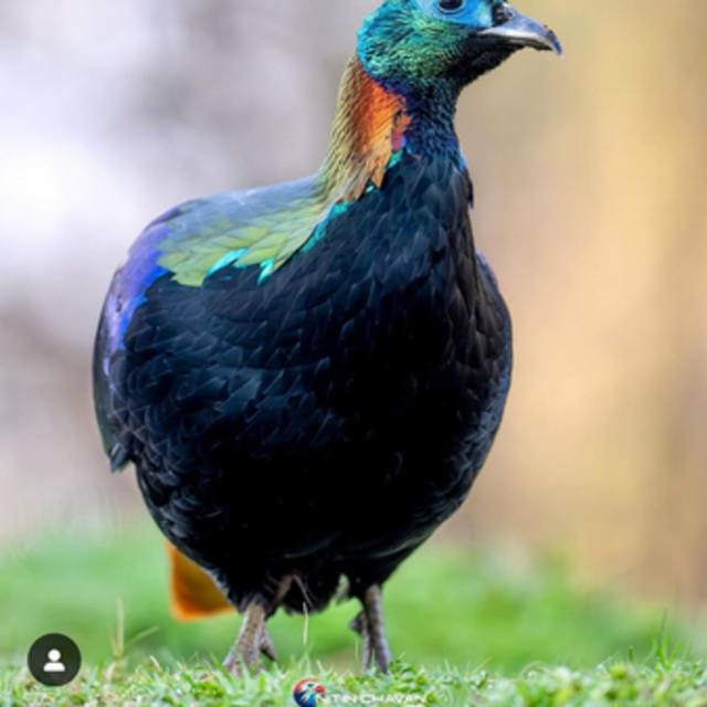 View ShAwAbDUCK