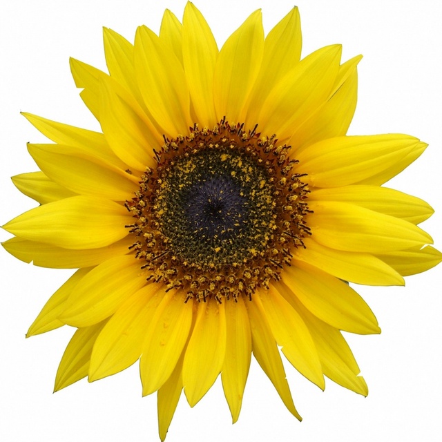 View Tournesol