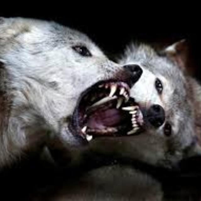 View GHOSTWOLF