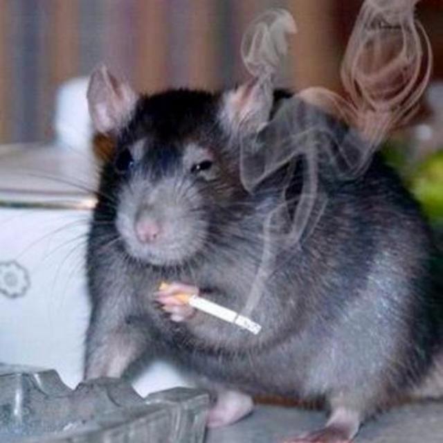 View Stoner_Rat
