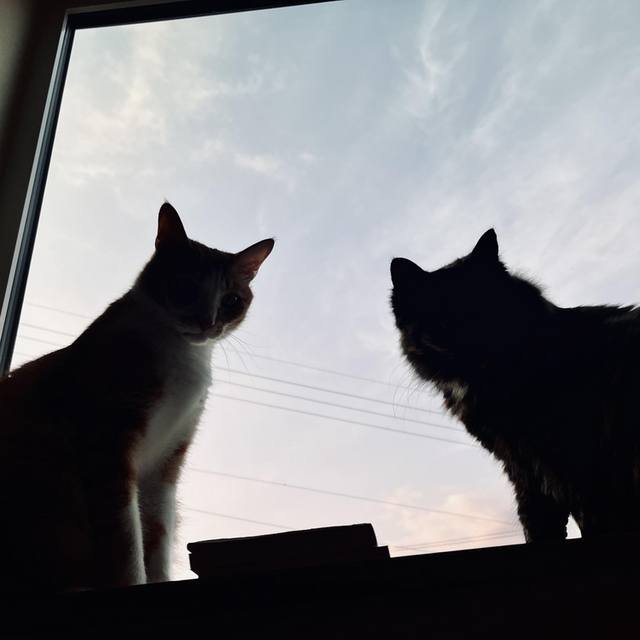 View toydee