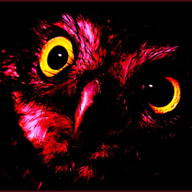View The Undeadcided Owls